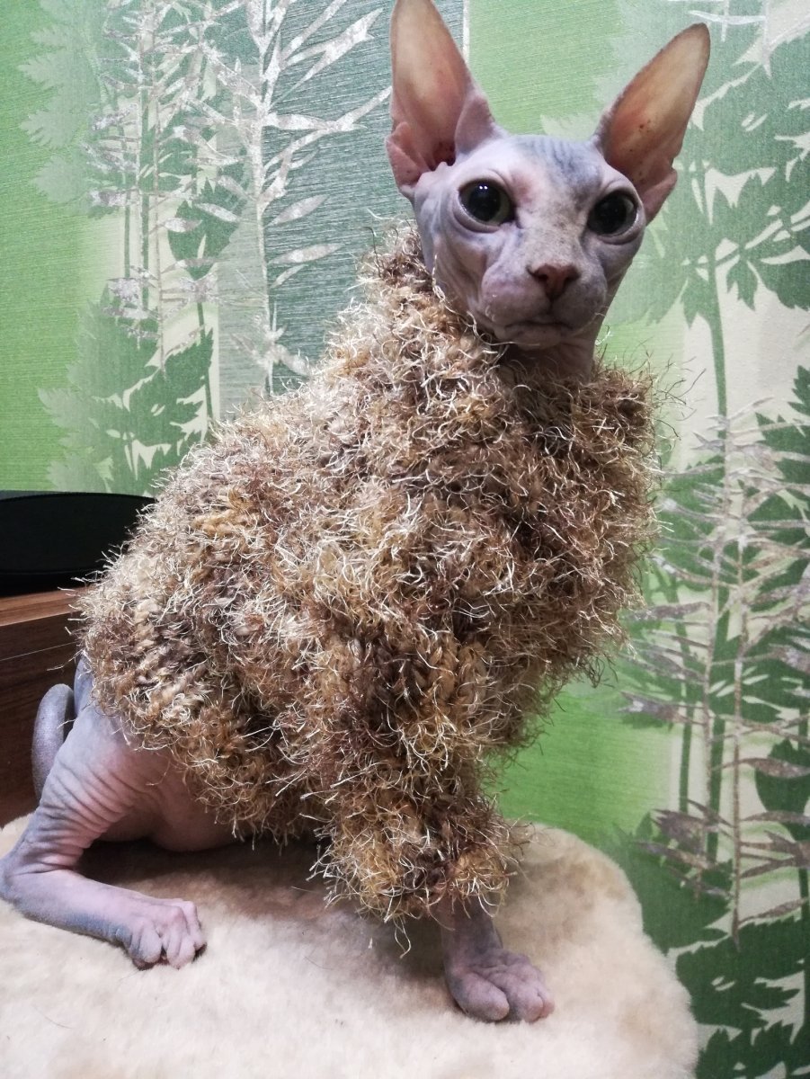 Канадский сфинкс волосатый