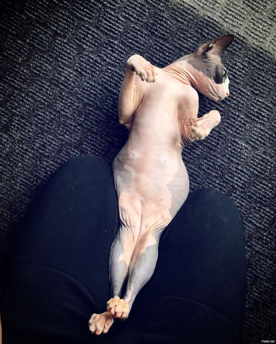 Беремменная кошка сфинкс