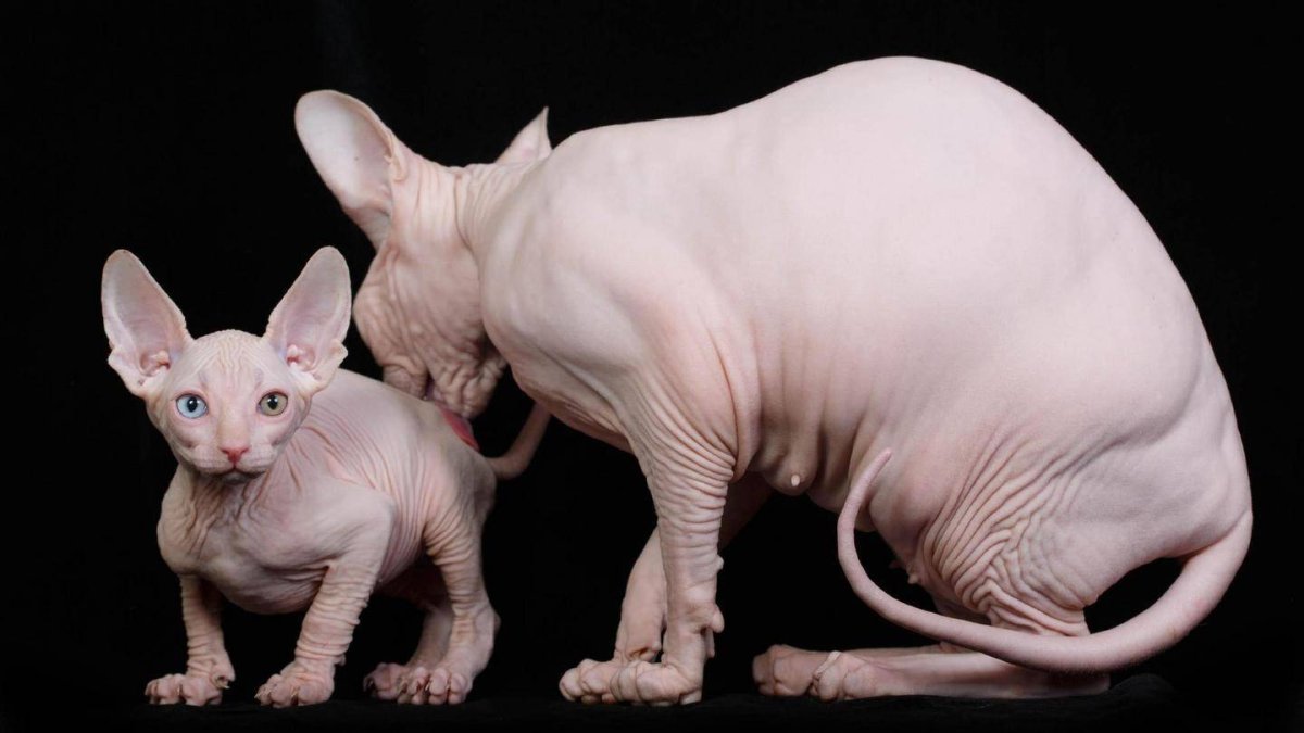 Донской сфинкс с шерстью на лапах