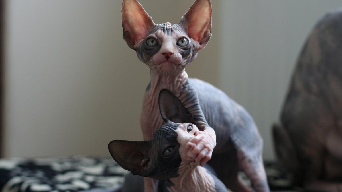 Сфинкс порода кошек леопардовые