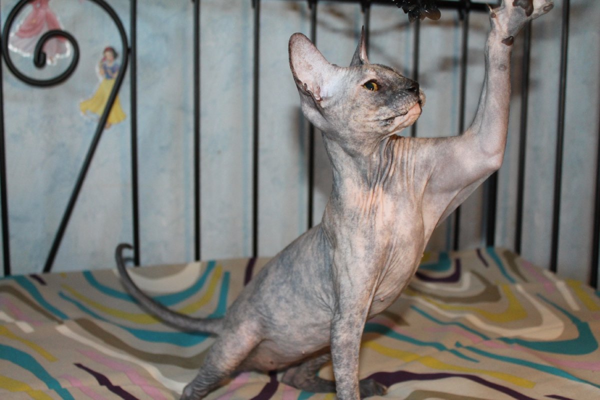 Сфинкс кошка