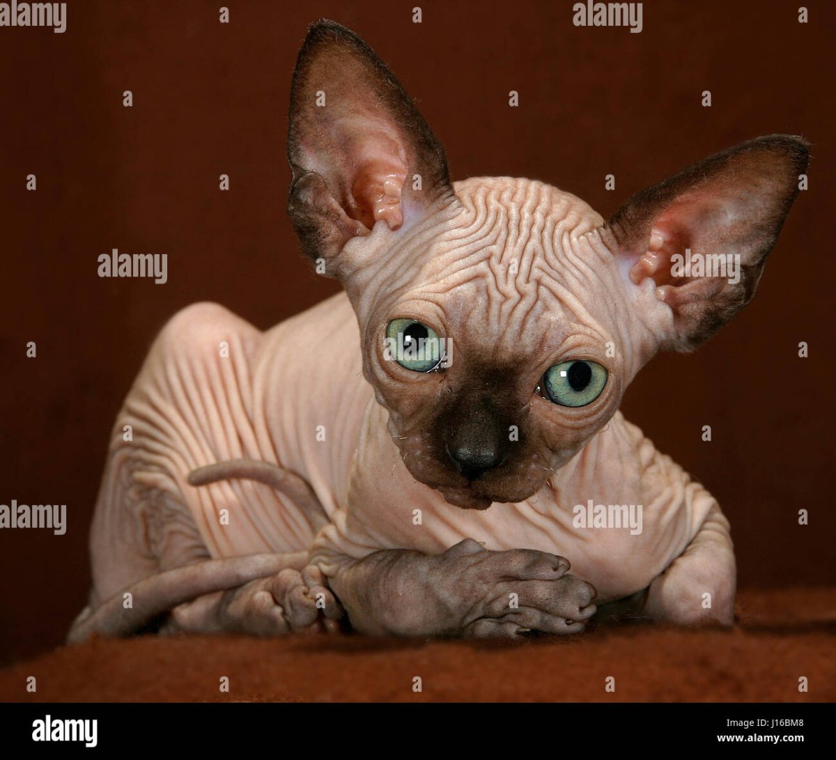 Джаспер безглазый сфинкс