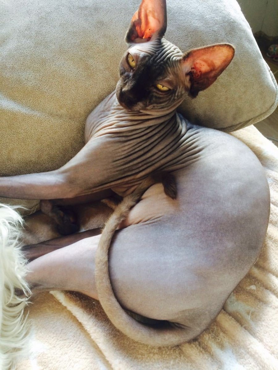 Смешной кот сфинкс