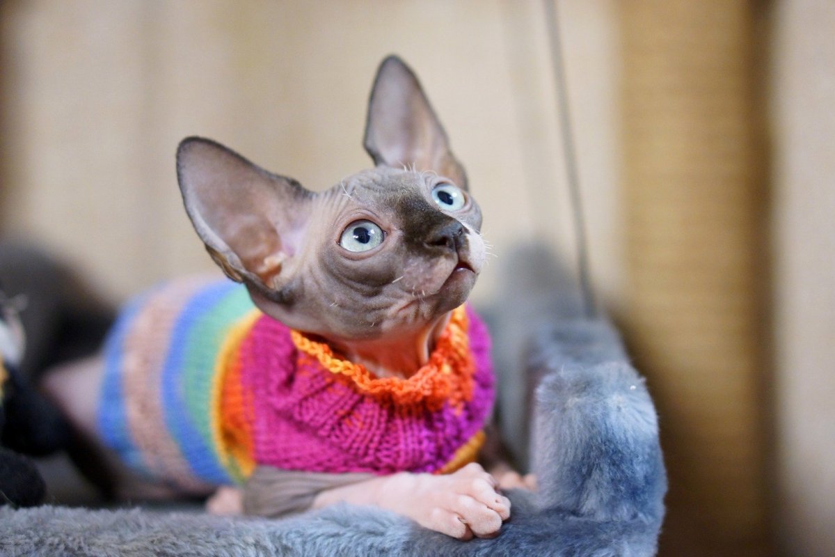 Сфинкс флок