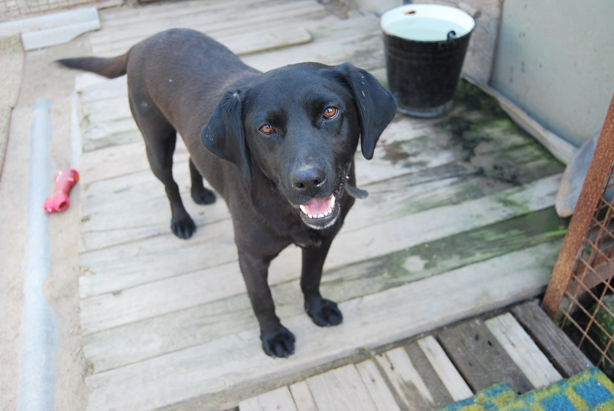 Метис добермана и лабрадора