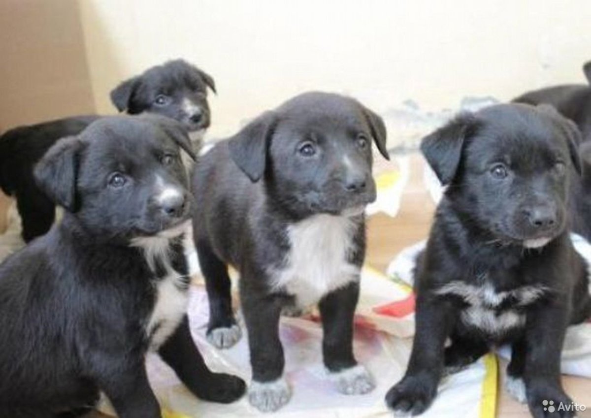 Метис хаски и черного лабрадора