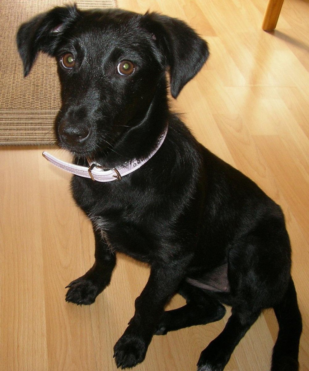 Паттердейл терьер чёрный