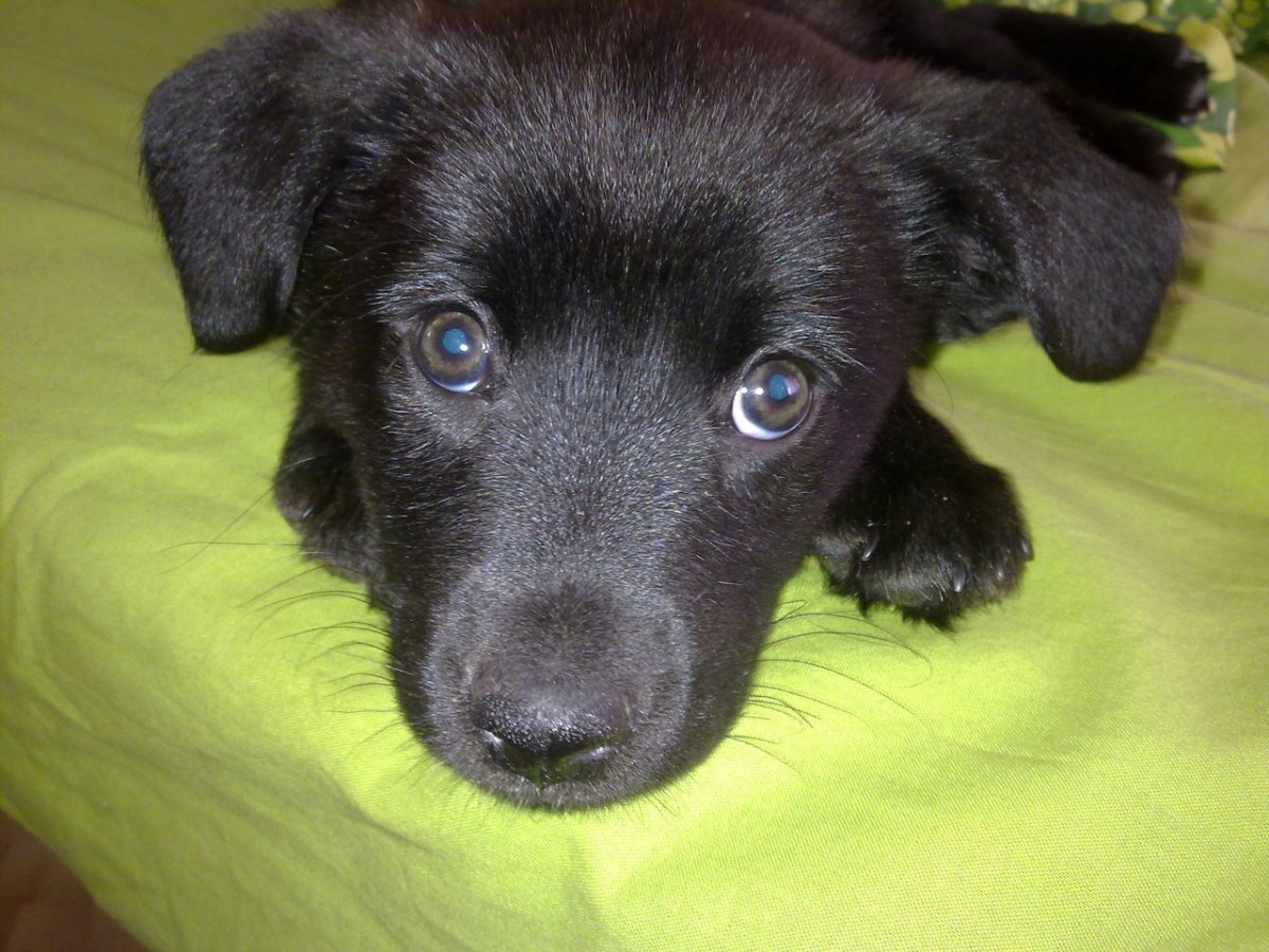 Черный щенок дворняжки