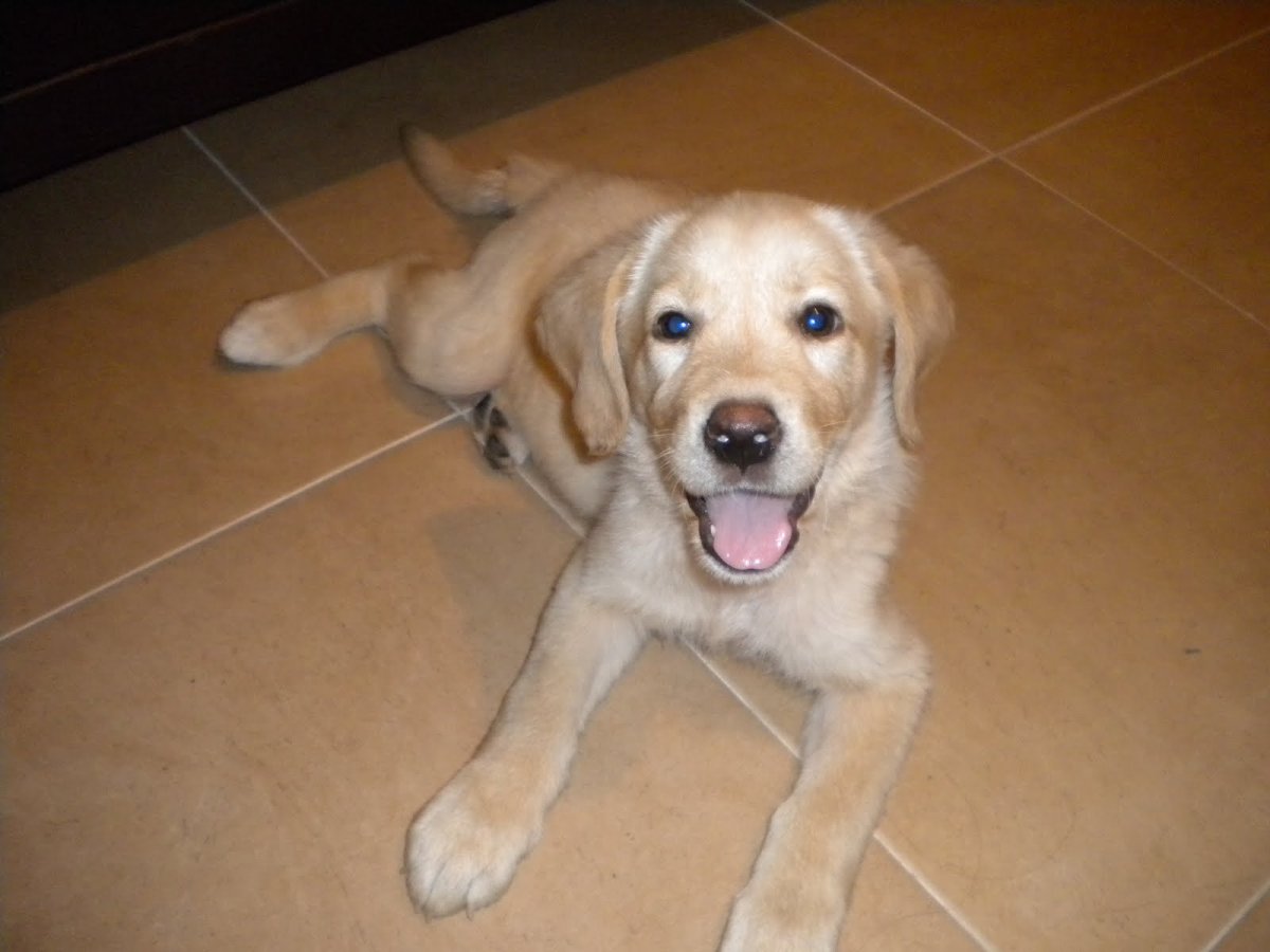 Рисунки собак породы лабрадор смесь с дворнягой