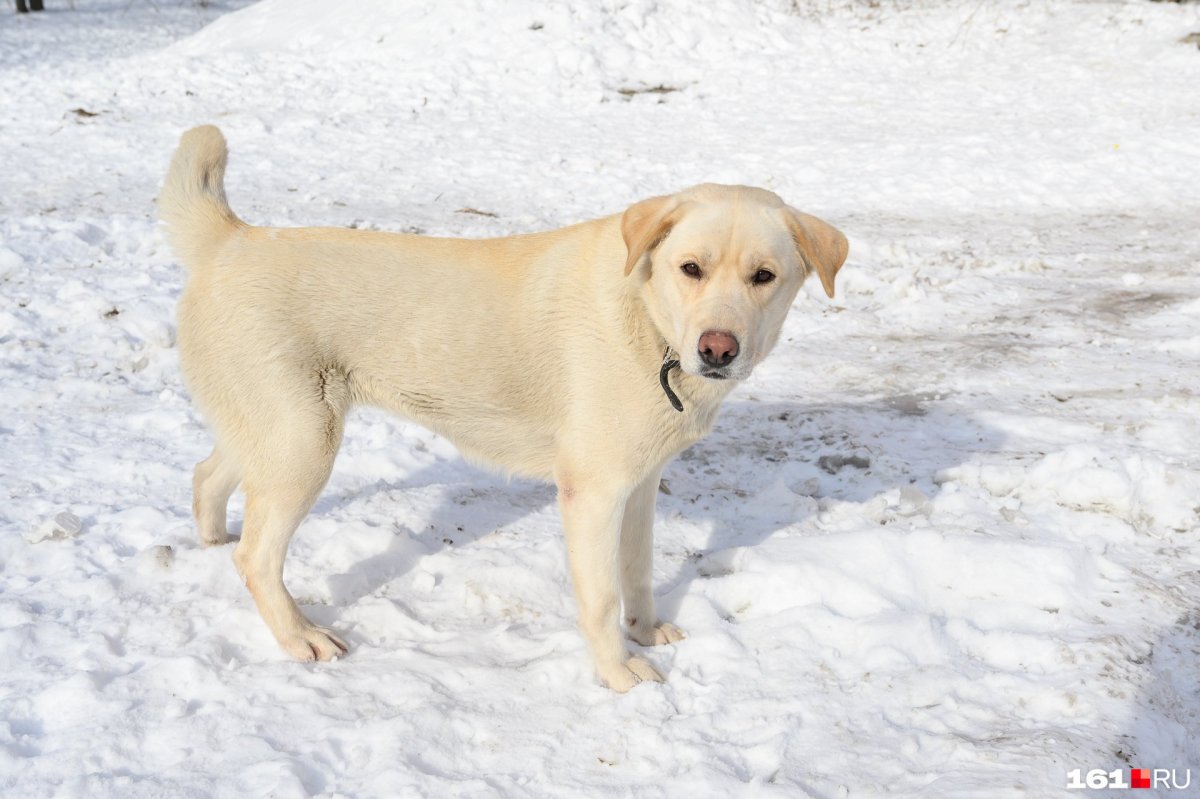 Порода дворняжка щенки