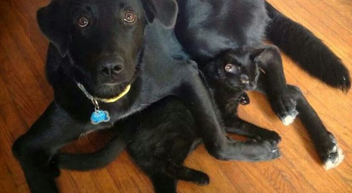 Черный лабрадор и черный кот