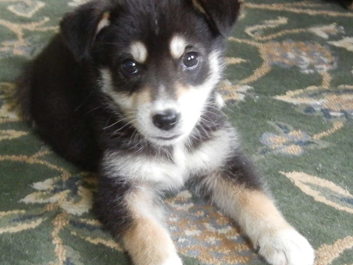 Хаски дворняжка