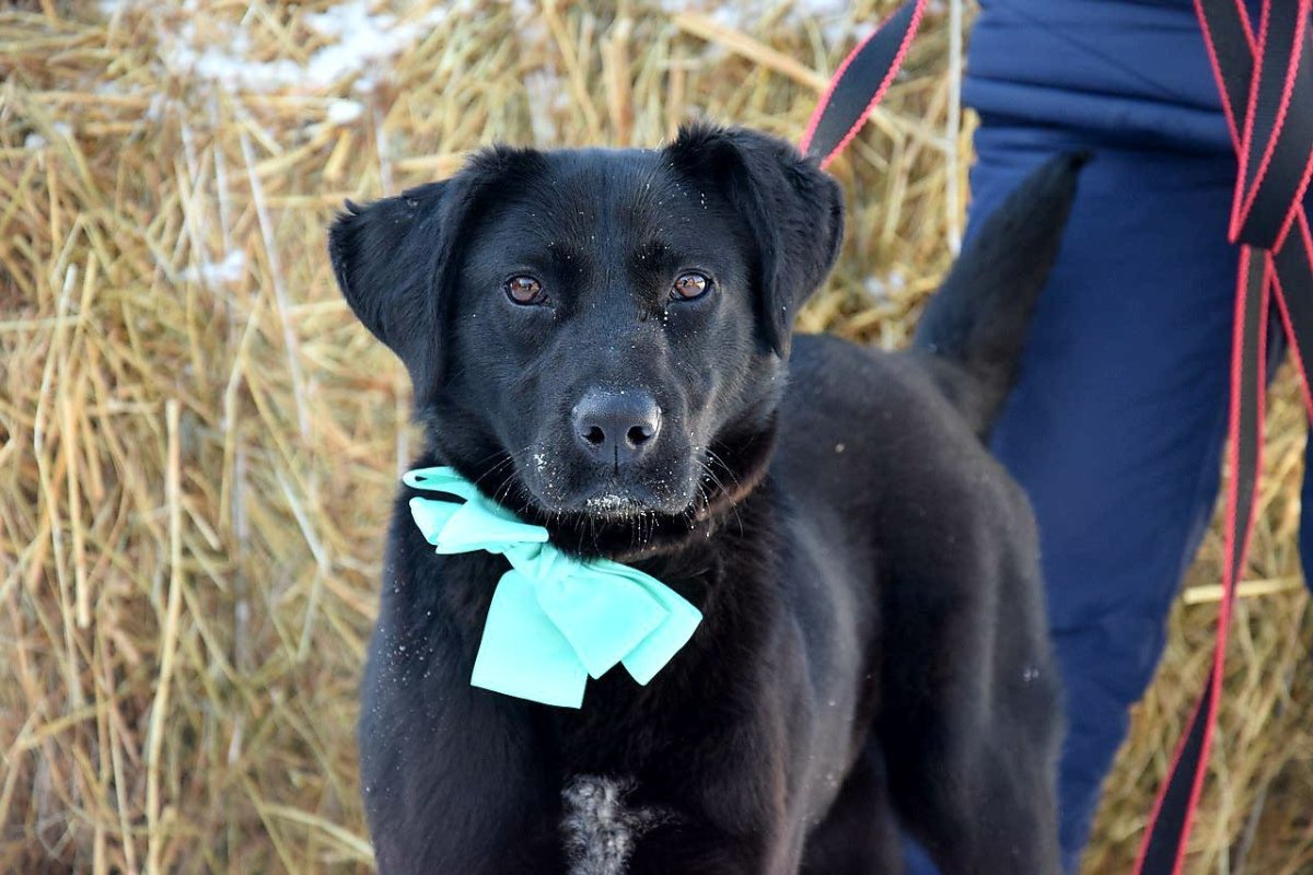 Лабрадор ретривер метис датского дога.