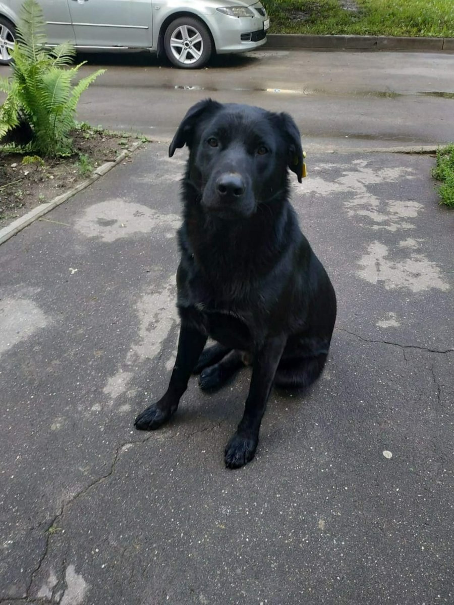 Метис лабрадора и дворняги черные