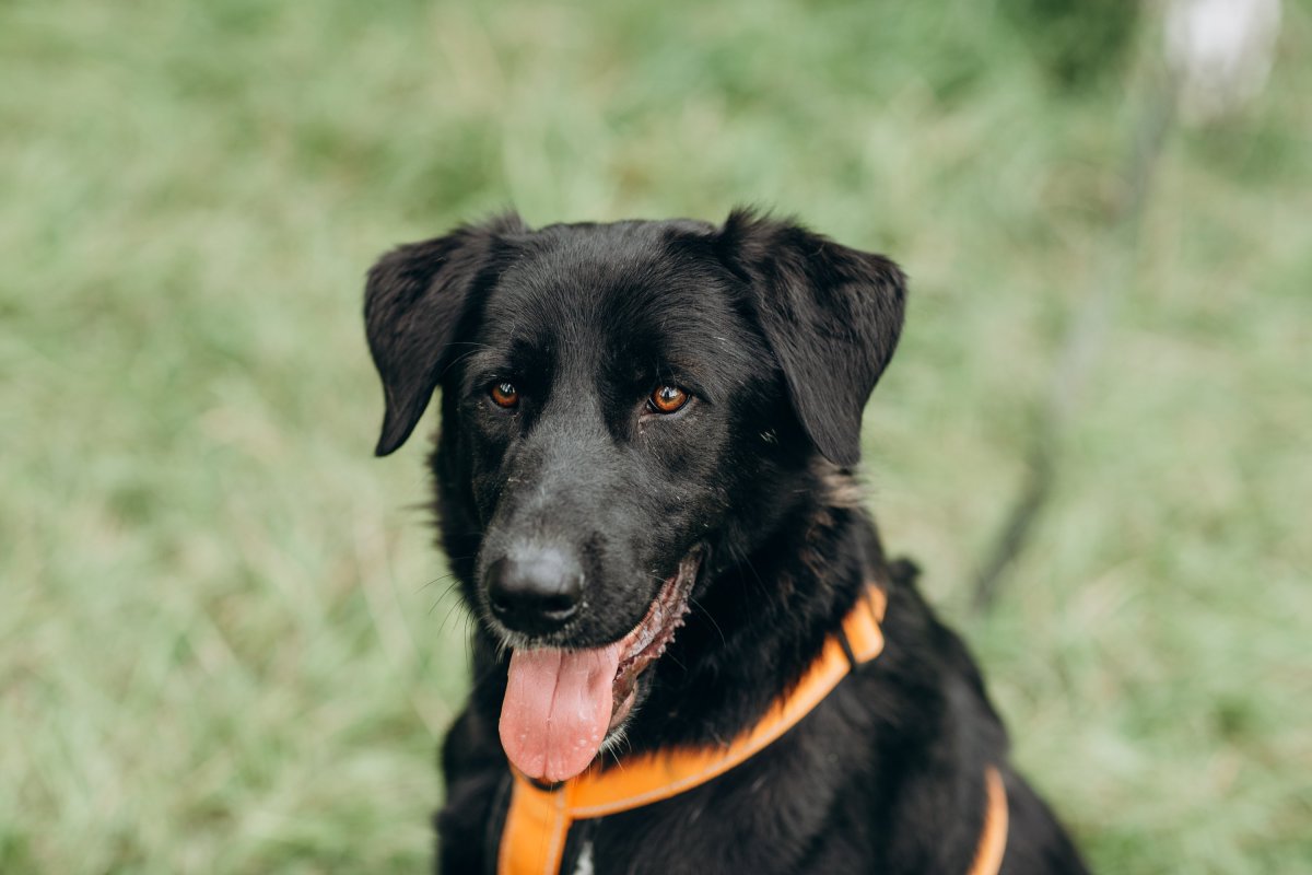 Золотистый кокер ретривер