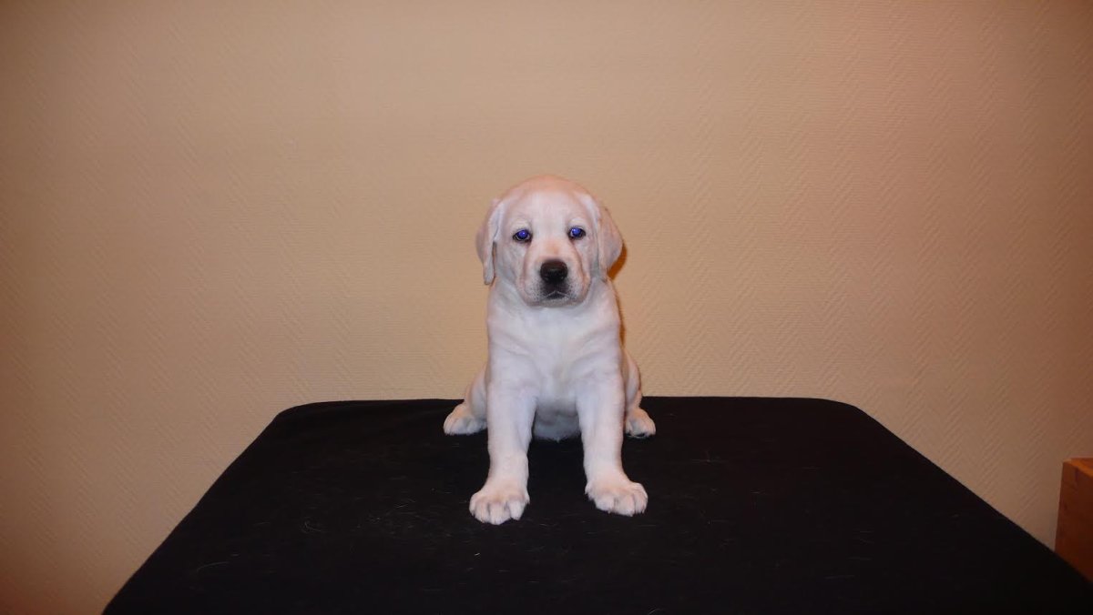 Щенки лабрадора питомника Русмайрас