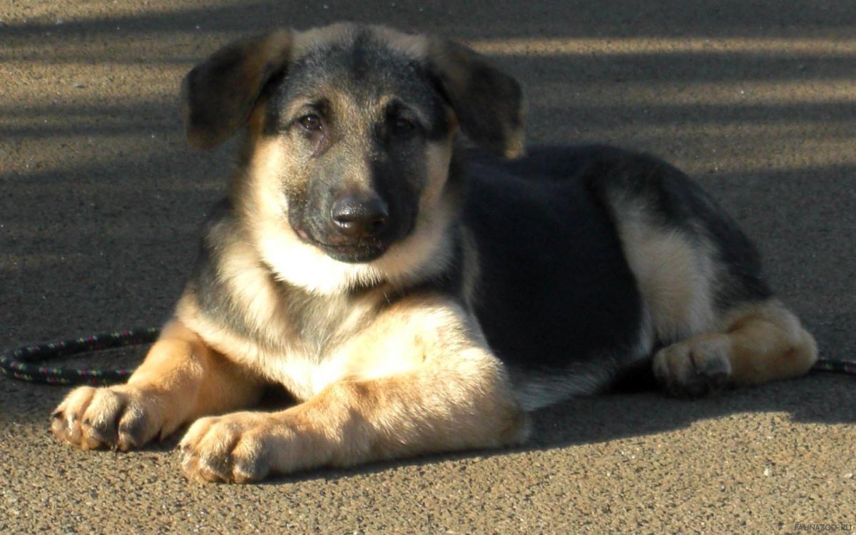 Немецко дворняжка овчарка