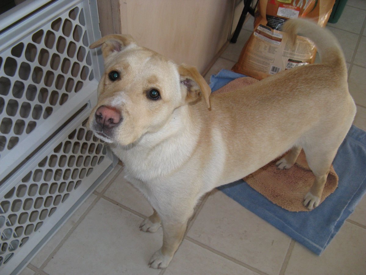 Стаффордширский терьер метис лабрадора