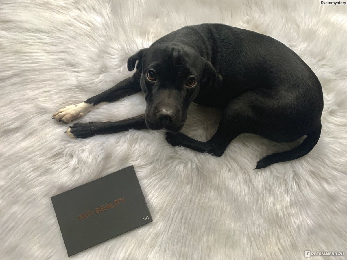 Лабрадор смешка с питбулем