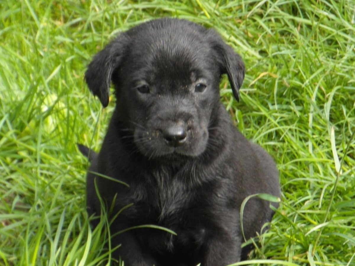 Черный щенок