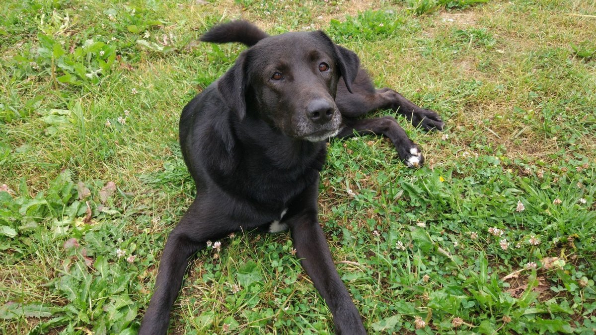 Метис лабрадора и дворняги