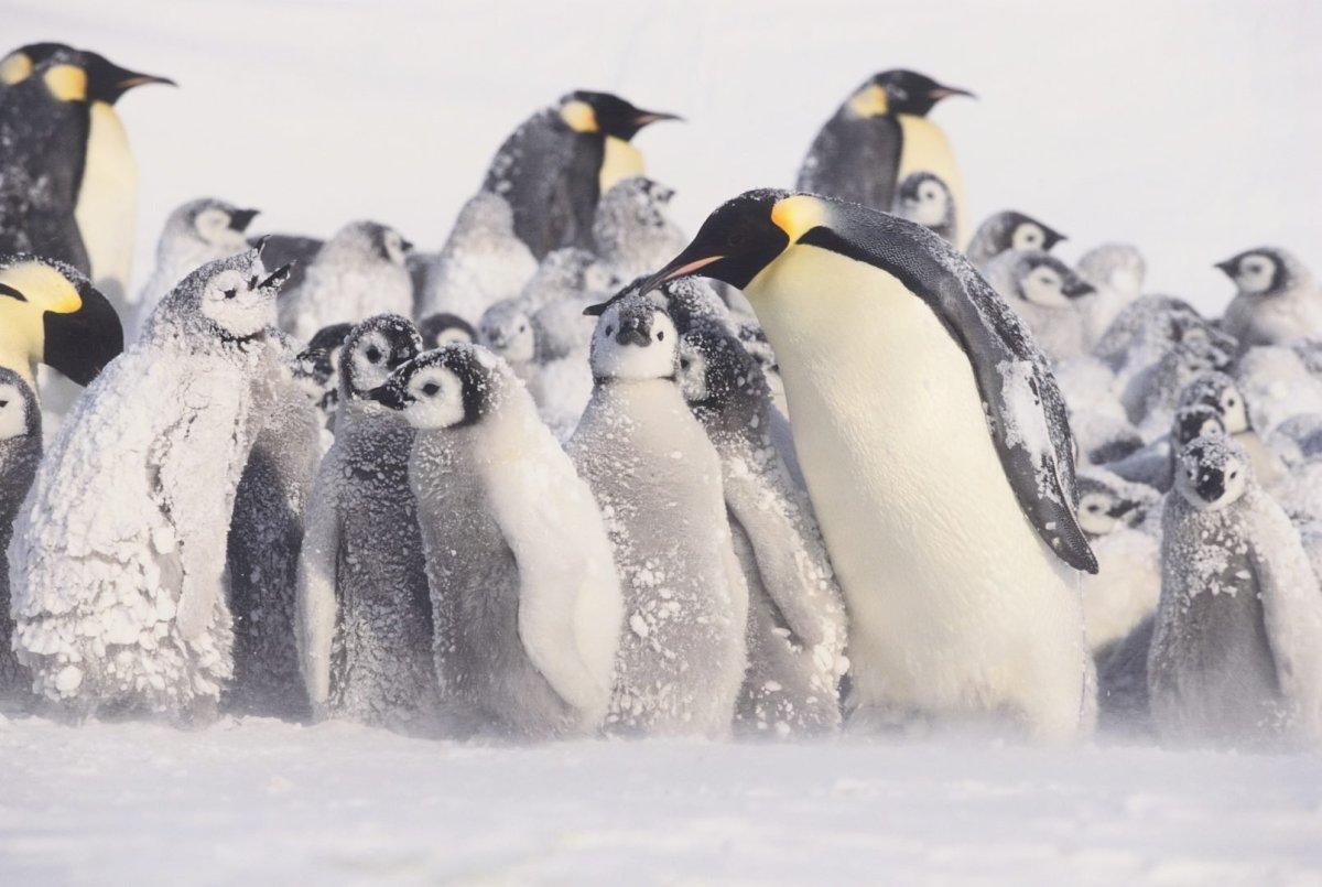 Пингвины живут на южном. Императорский Пингвин пингвины Антарктиды. Императорский Пингвин в Антарктиде. Пингвины в Антарктиде. Королевский Пингвин в Антарктиде.