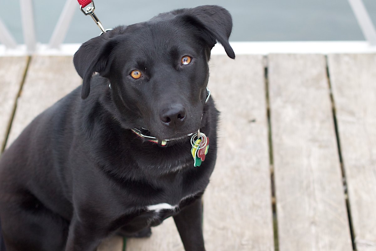 Лабрадор терьер