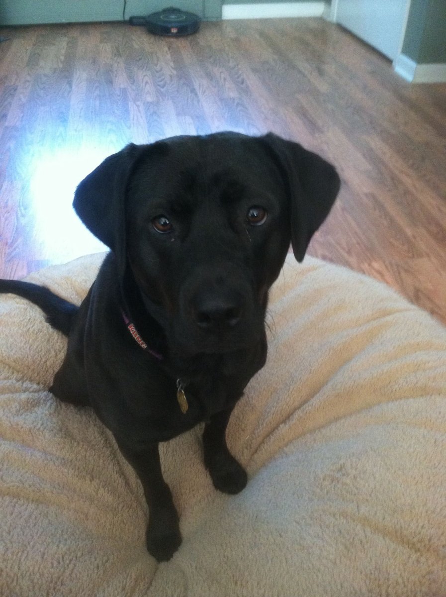 Метис питбуля и лабрадора