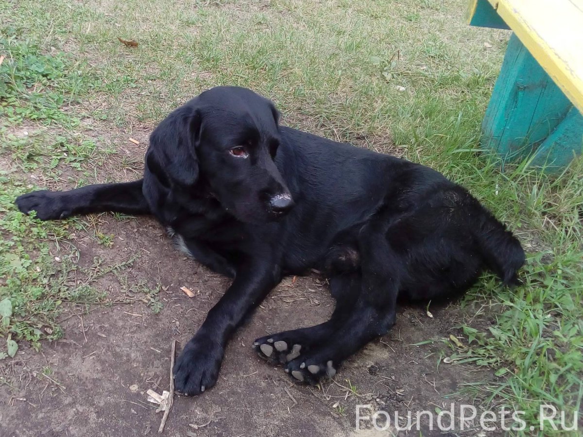 Метис лабрадора и спаниеля
