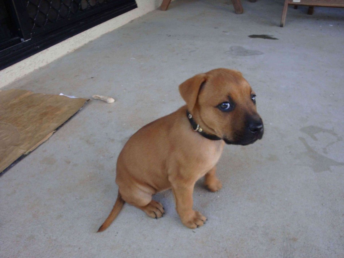 Стаффордширский терьер смесь с дворнягой