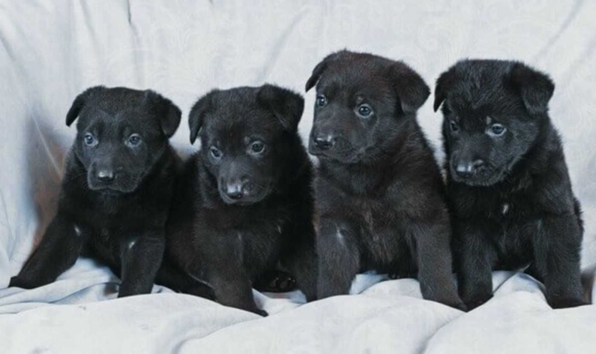 Щенки черной немецкой овчарки