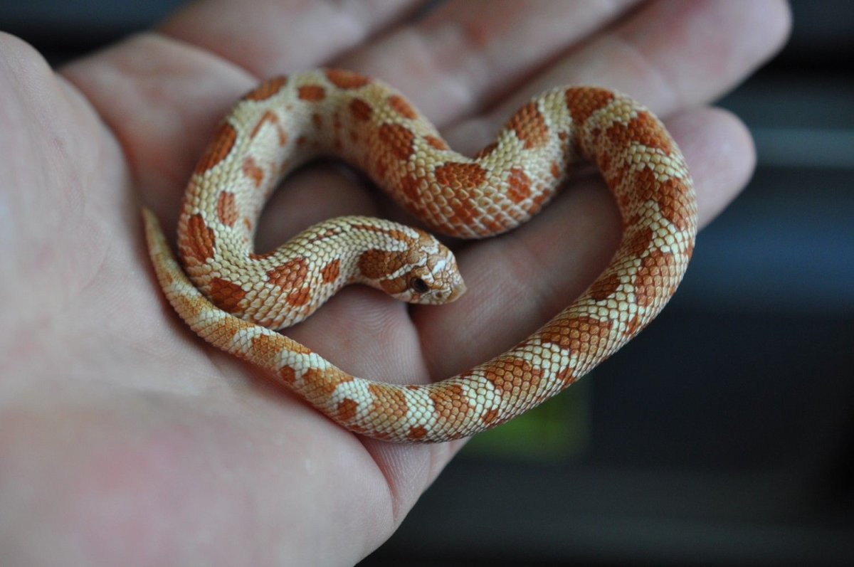 Маисовый полоз альбинос