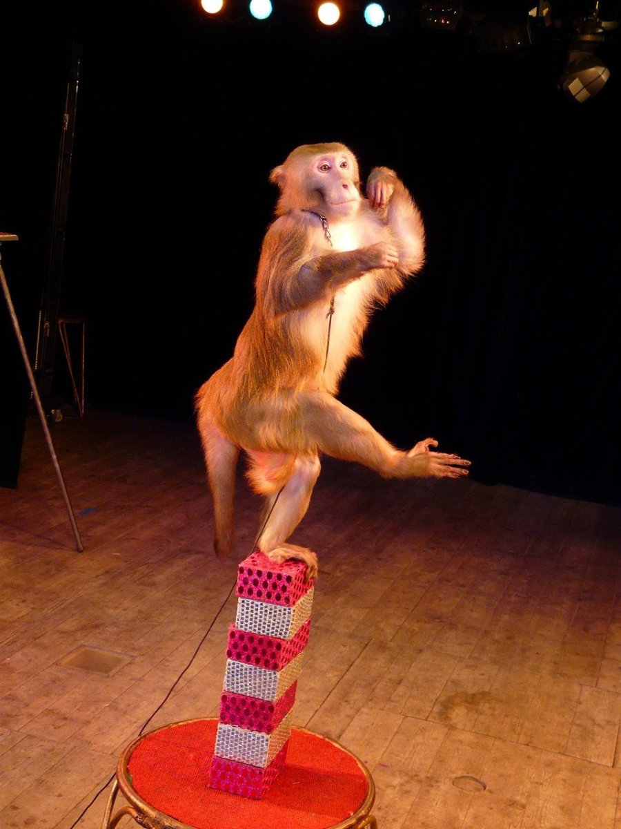 Шоу обезьян. Цирковая обезьяна. Обезьяна в цирке. Мартышка в цирке. Шимпанзе в цирке.