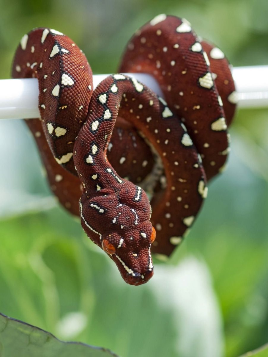 Змея горлянка