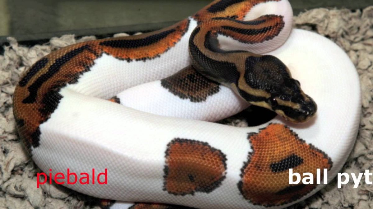 Королевский питон Piebald