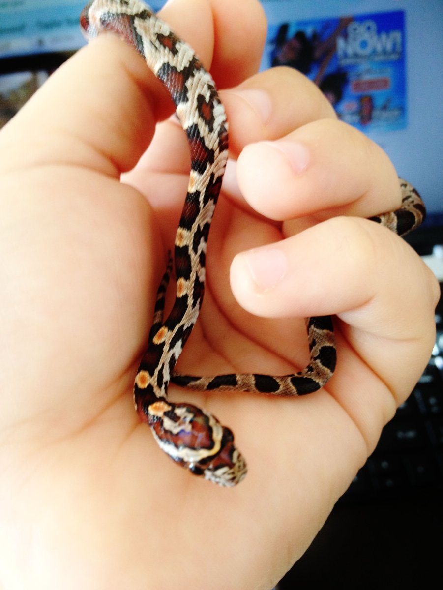 Декоративные змеи