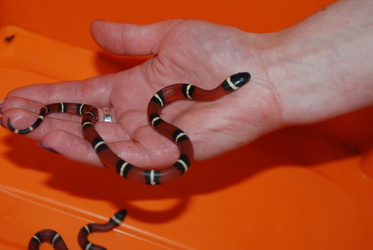 Мексиканская молочная змея неядовитая