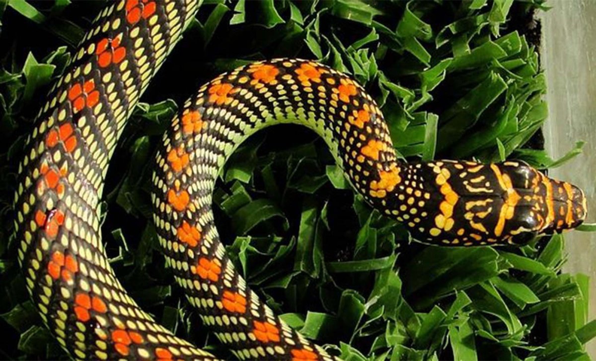 Chrysopelea Paradisi змея