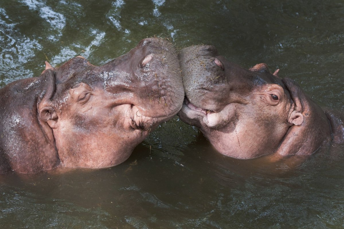 Нильский Бегемот