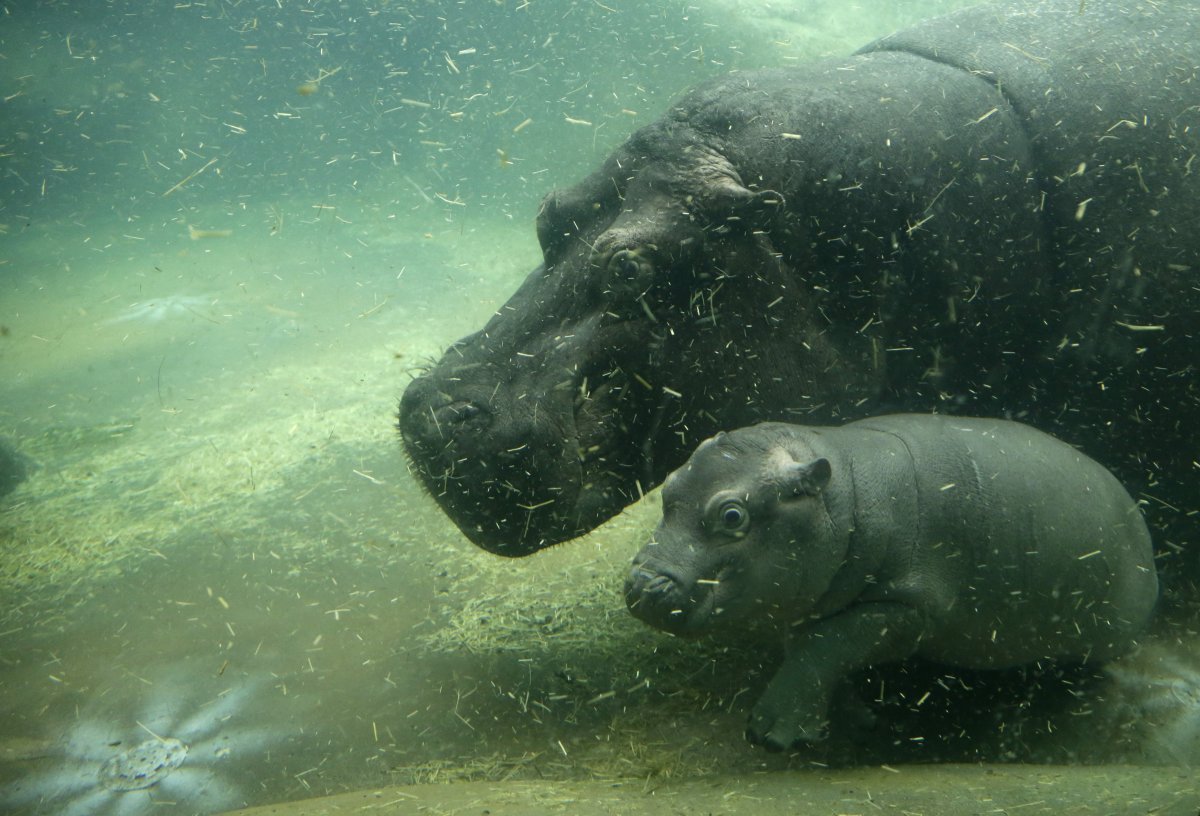 Рыжий гиппопотам