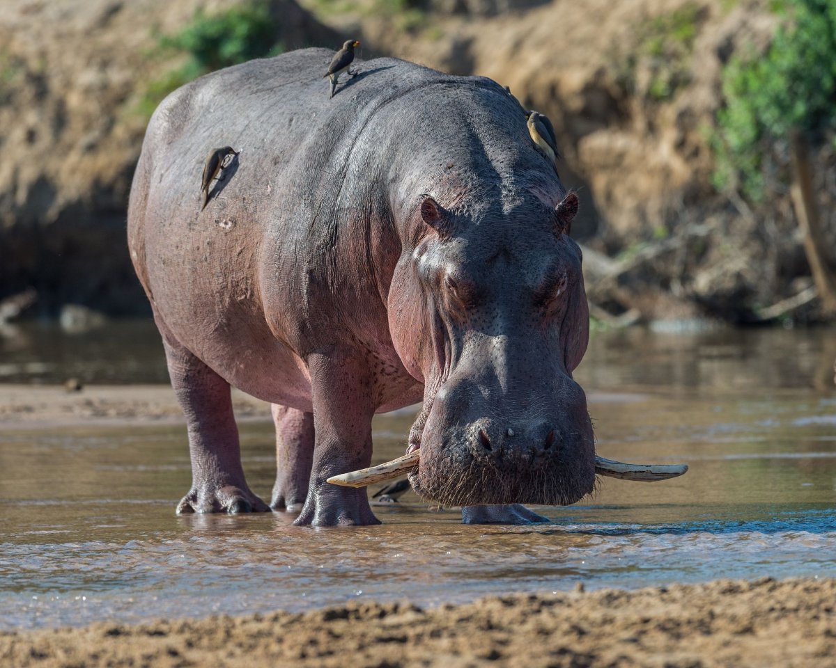 Довольный Бегемотик