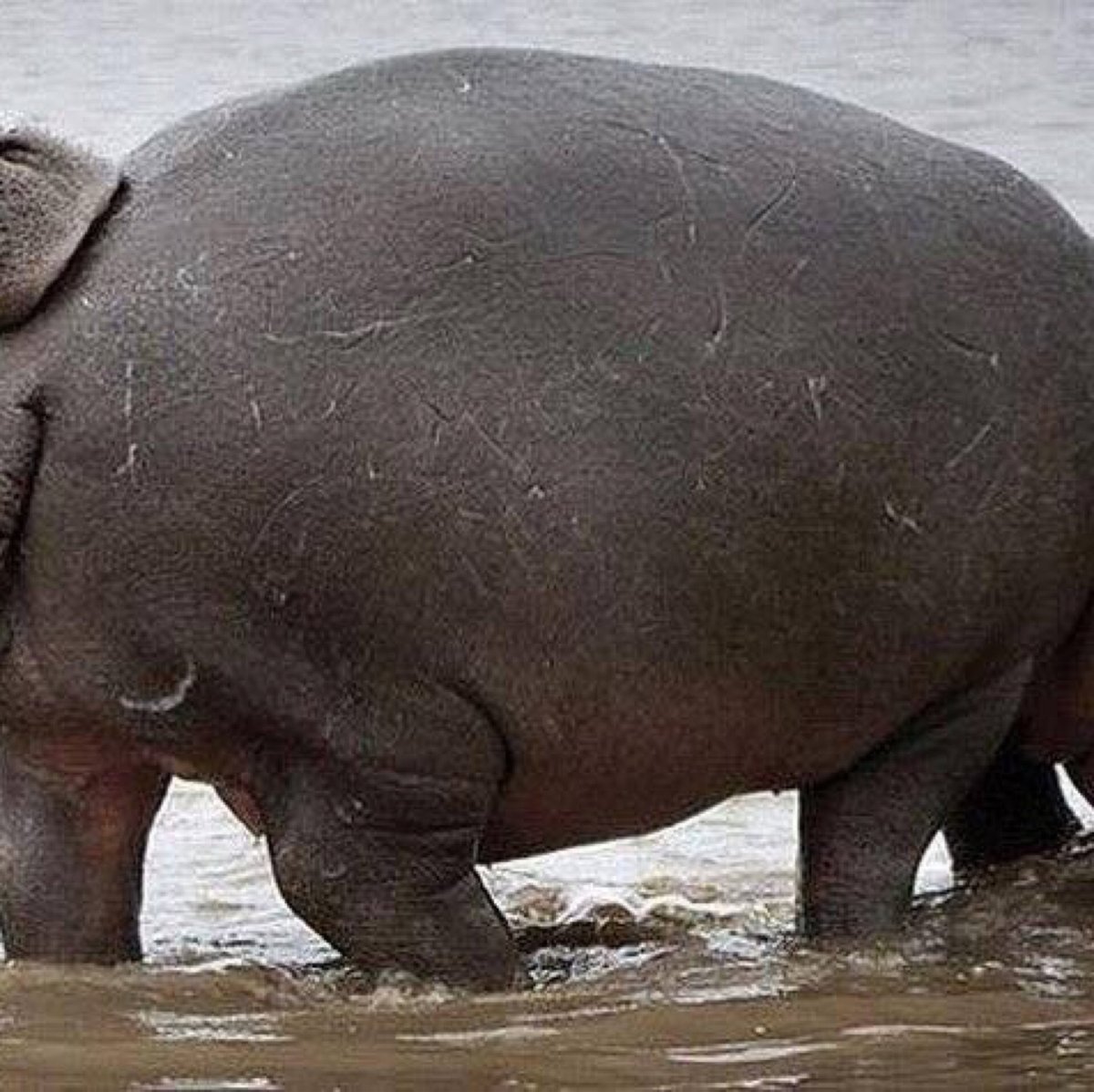 Покажи зеленого бегемота картинку