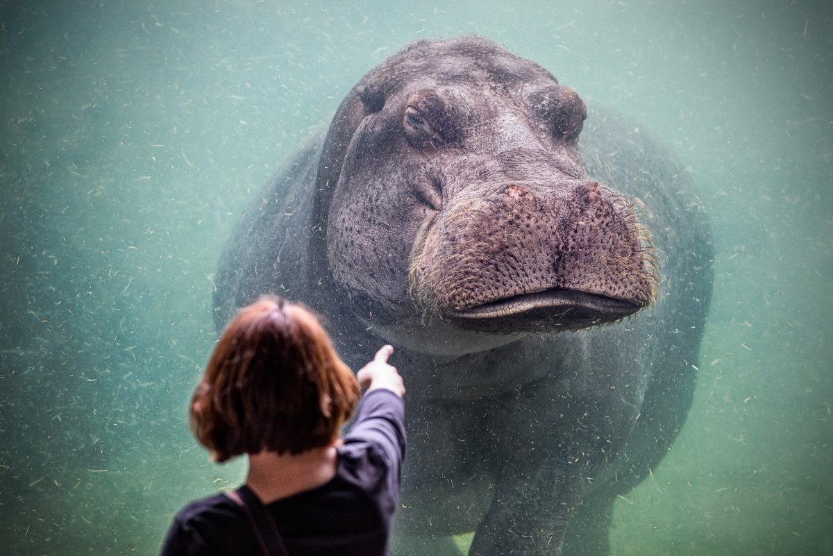 Бегемот с открытой пастью