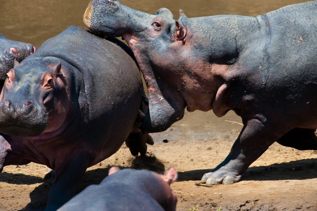 Моржи Вильгельм Кунерт