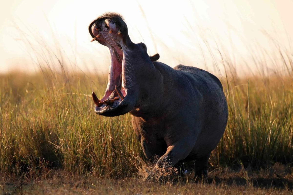 Два бегемота