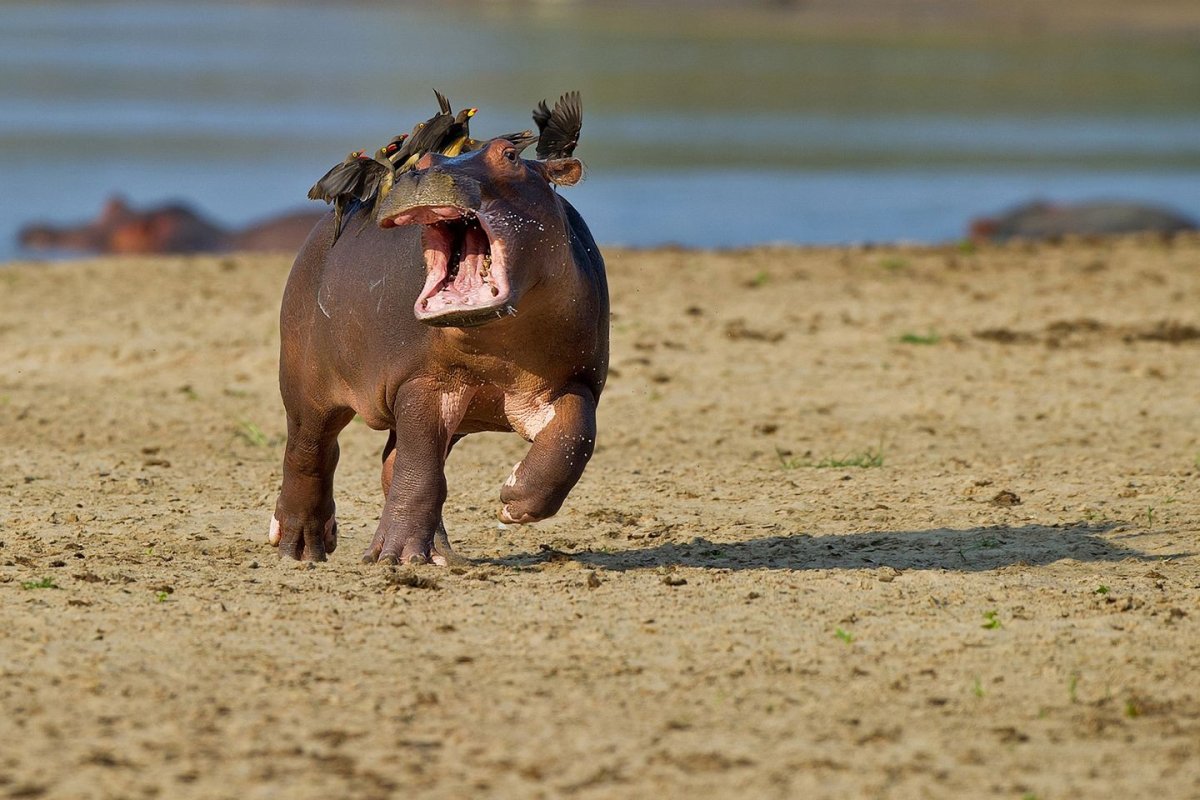 Смешной Бегемот