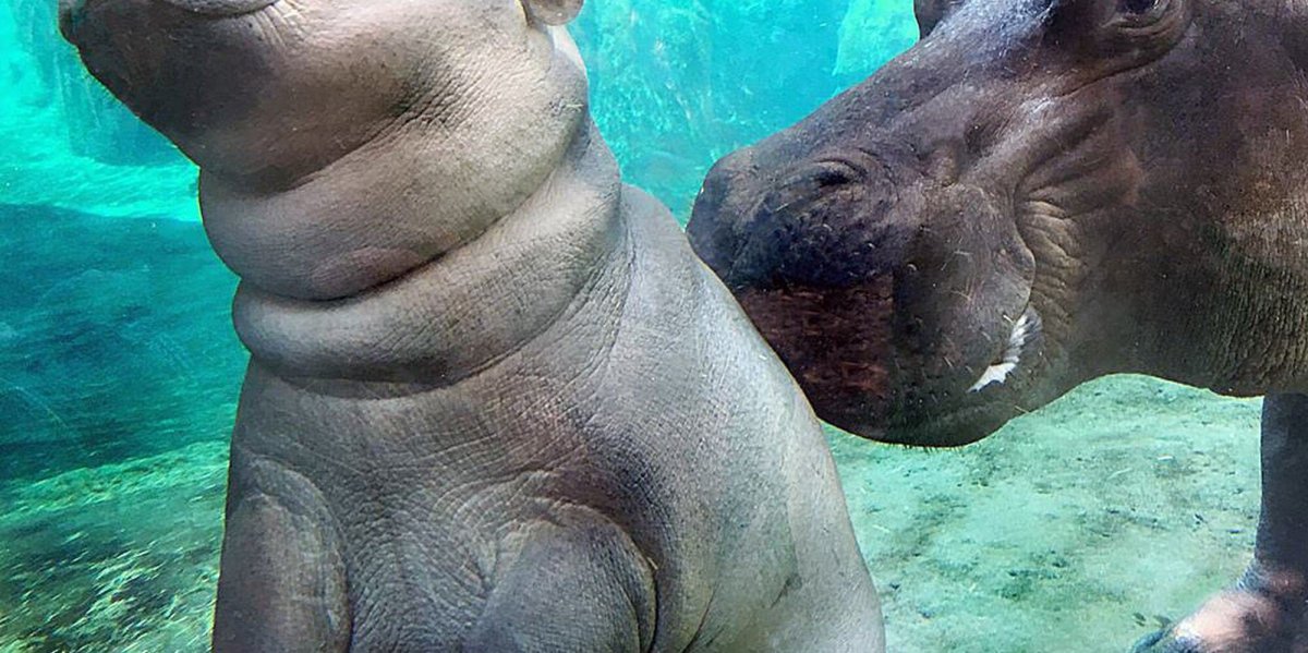 Красивый Бегемот