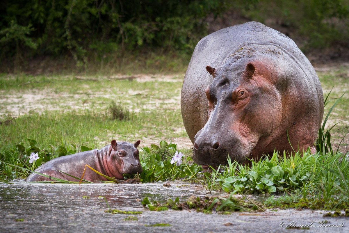 Мадагаскарский карликовый Бегемот