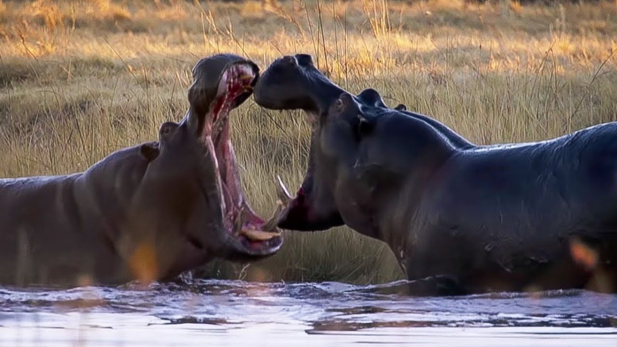 Смешной Бегемот