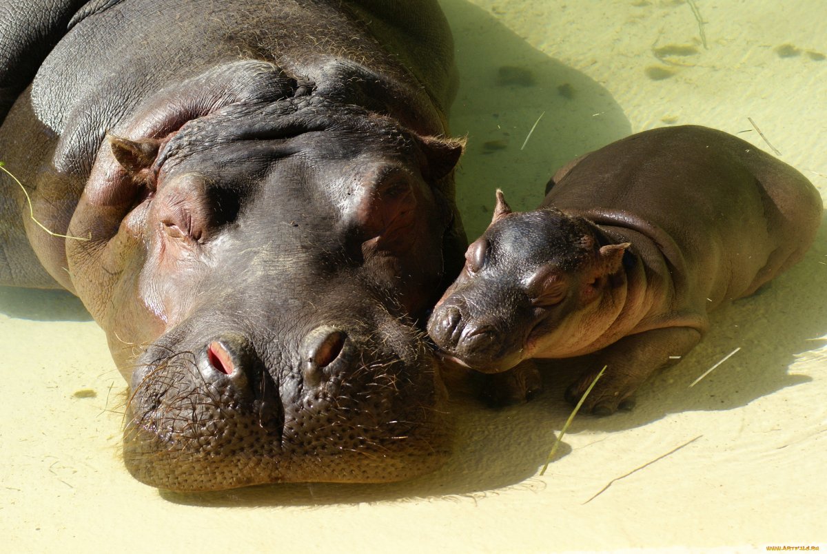 Гиппопотам ареал